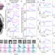 Illustration for article titled New Technique Allows Scientists to Read Minds at Nearly the Speed of Thought
